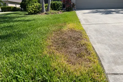 A brown dead patch spreading through a St. Augustine lawn along the edge of a driveway