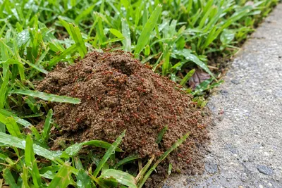 A fire ant mound of loose dirt in the grass beside a sidewalk, covered in ants