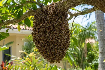 A swarm of honey bees clustered on a tree branch in a South Florida backyard