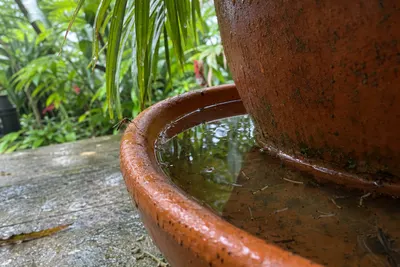 Rainwater standing in a terracotta plant saucer under a potted palm on a patio