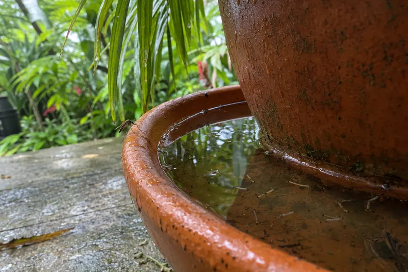 Rainwater standing in a terracotta plant saucer under a potted palm on a patio