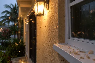 Winged termite swarmers flying around a porch light at dusk, with shed wings on the windowsill below