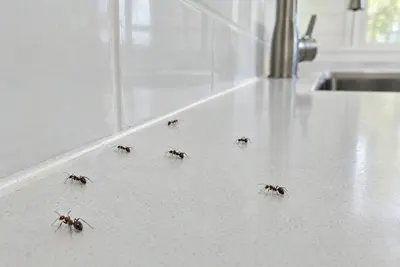 A few ants walking on a clean kitchen countertop by the backsplash