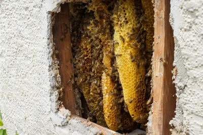 A honeybee hive with honeycomb inside an opened stucco wall