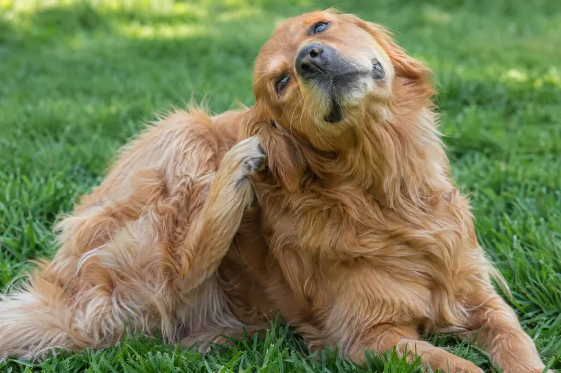 A golden retriever scratching itself on the lawn