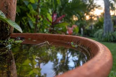 A mosquito on standing water in a backyard planter saucer