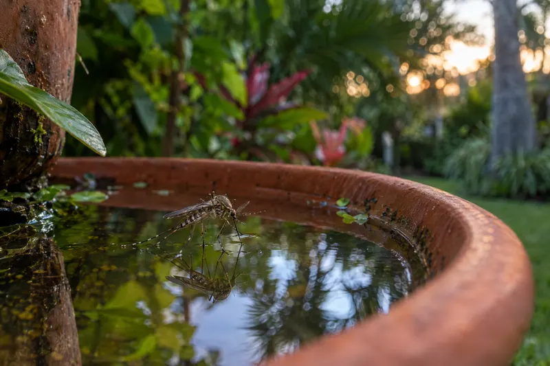 A mosquito on standing water in a backyard planter saucer