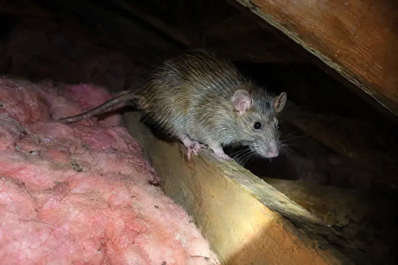 A roof rat on an attic rafter beside insulation