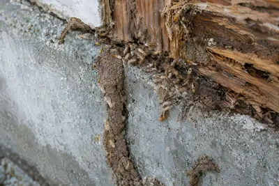 Termite mud tubes and damaged wood on a concrete block foundation