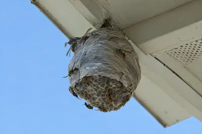 A paper wasp nest hanging under a roof eave